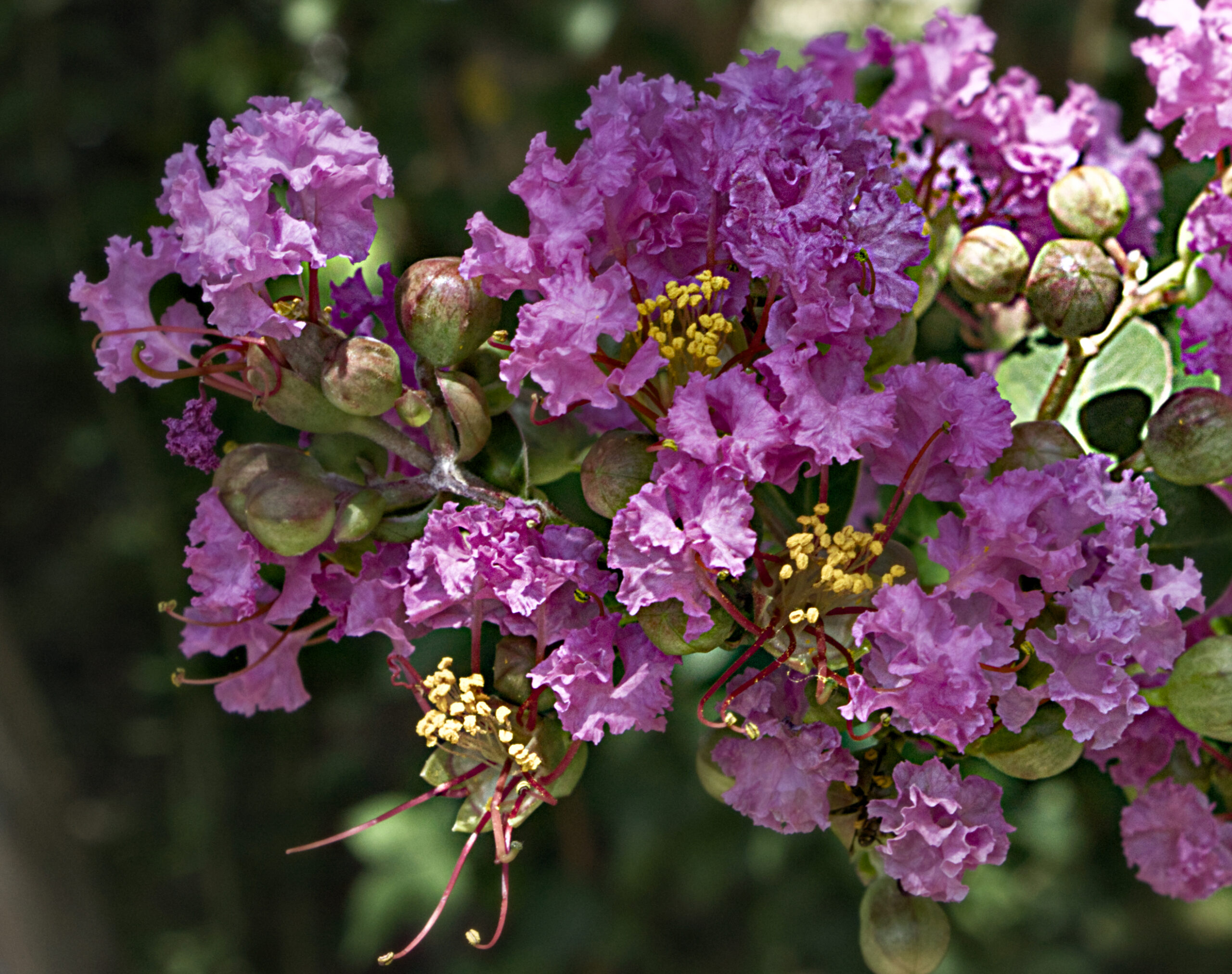 Crape Myrtle Flower_4403