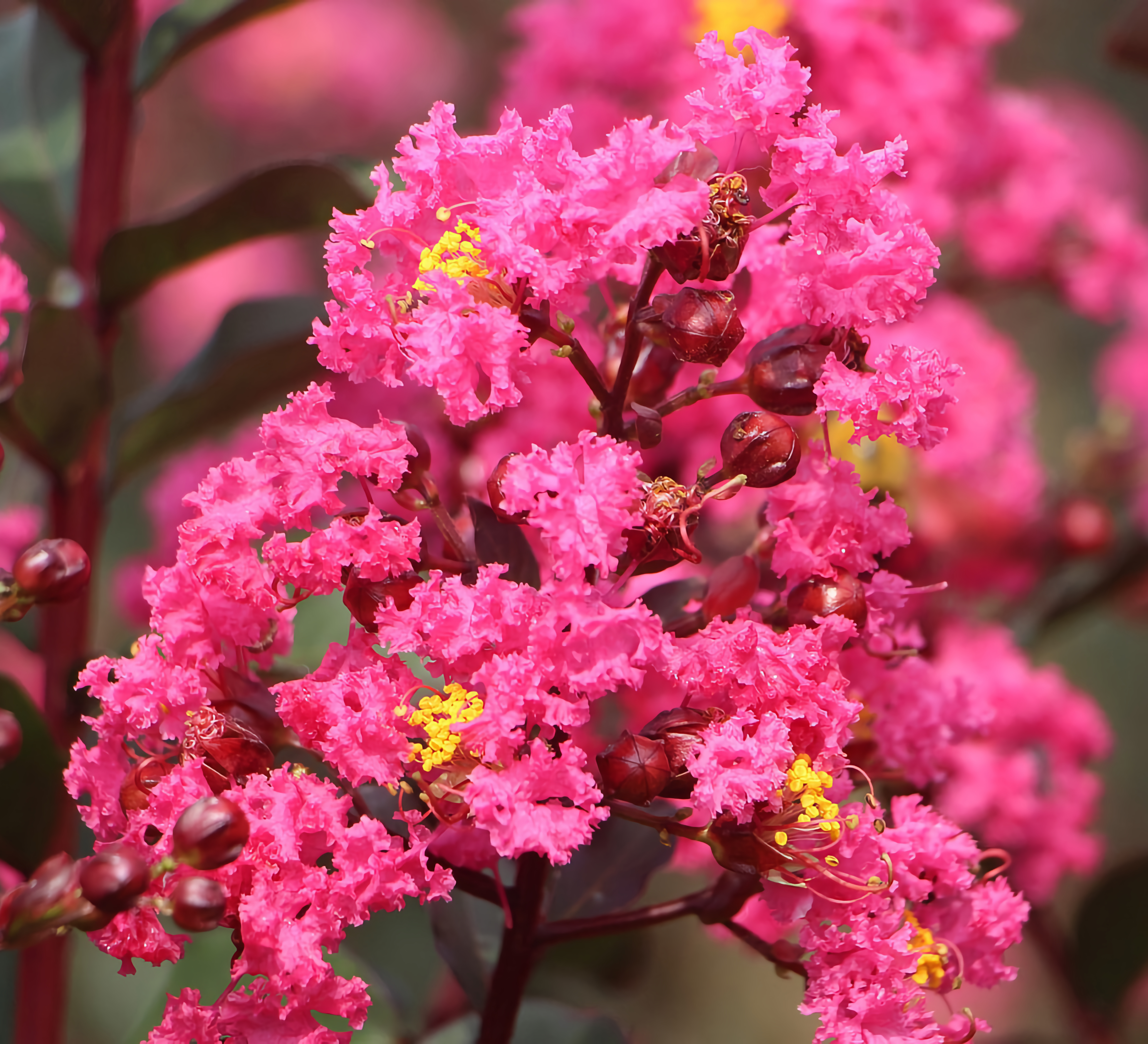 crape-myrtle-flower-4952529_1280