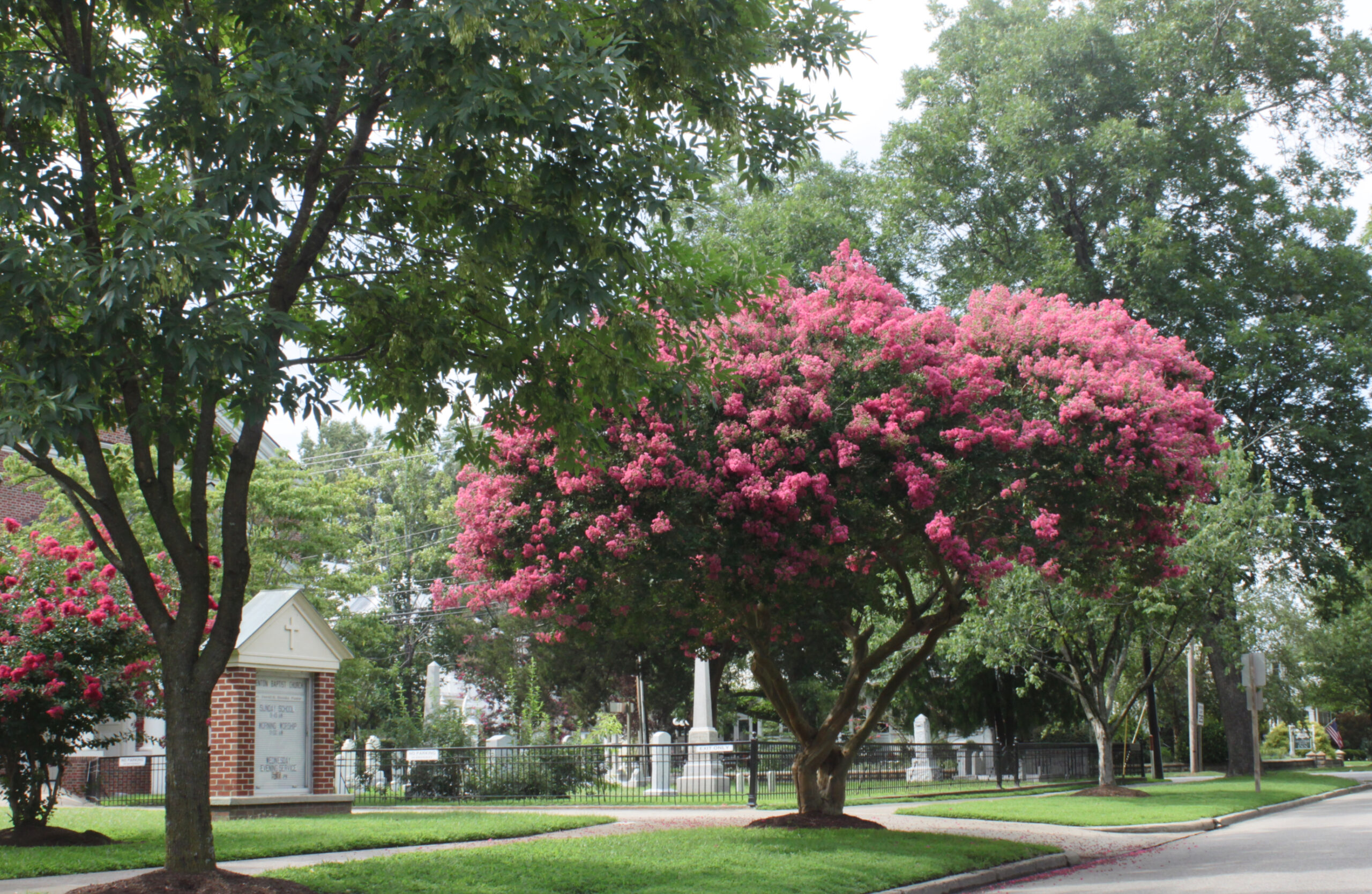 web- Full Crape Myrtle Tree