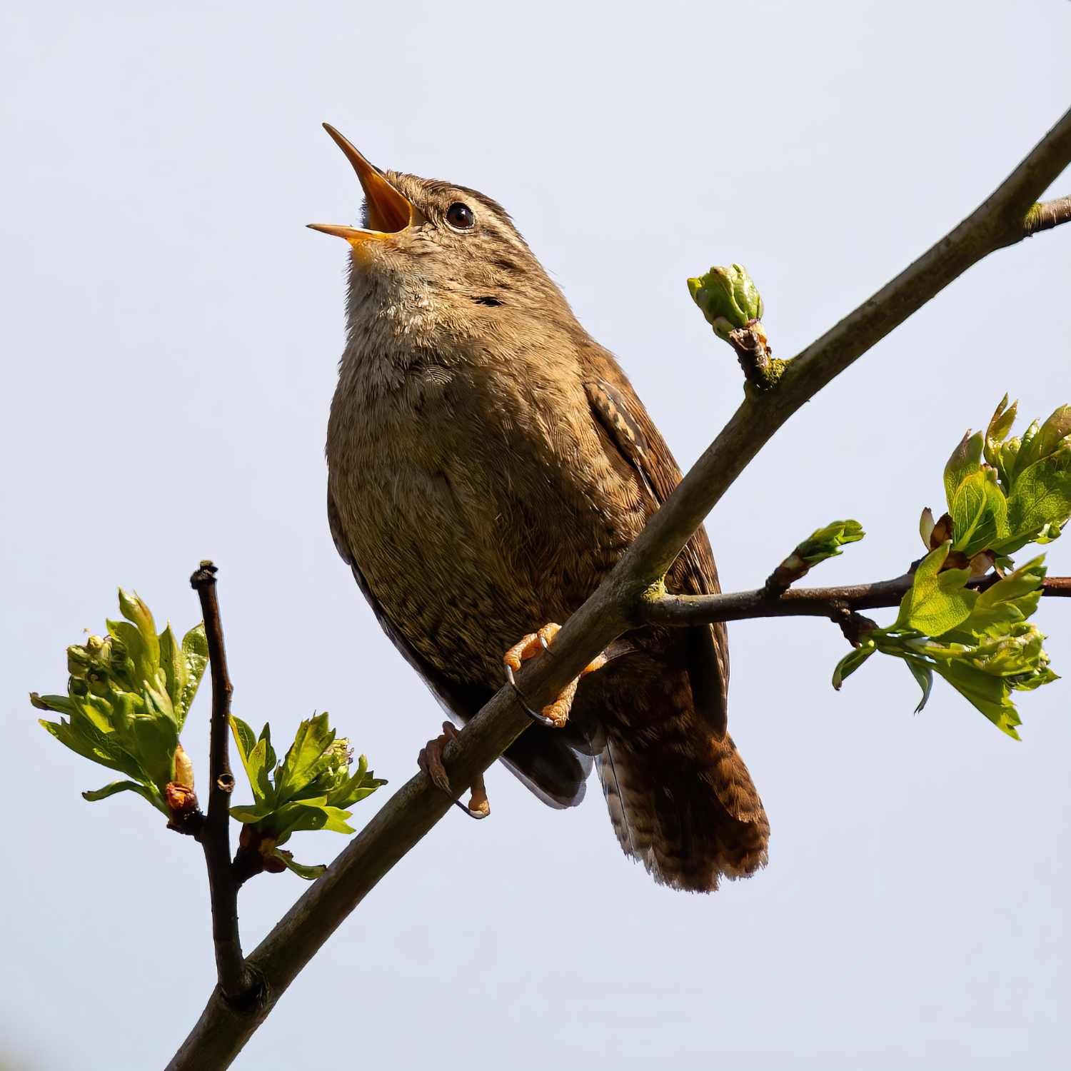 singing wren