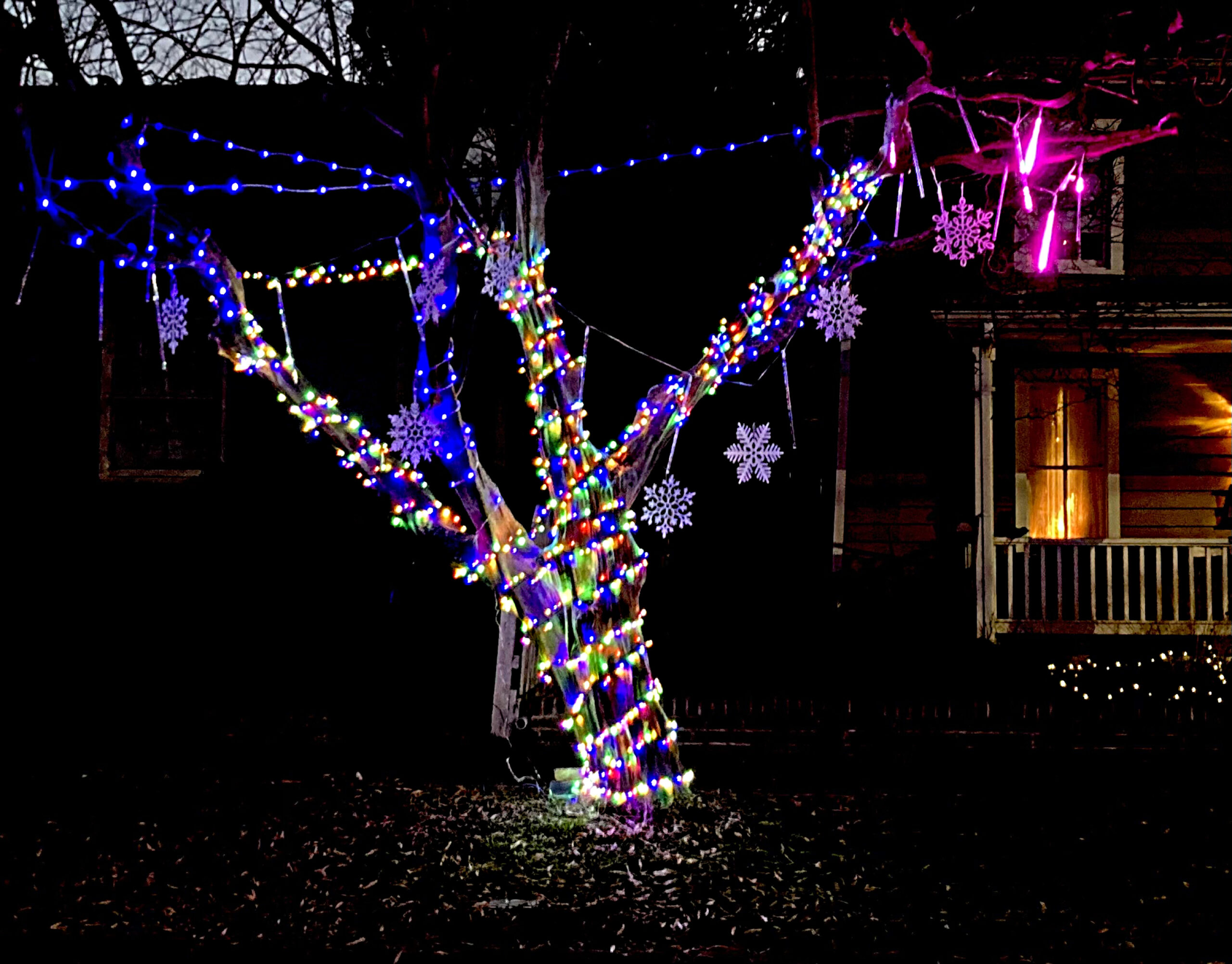 The author's Dr. Seussical "Joy Tree"